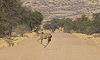 Kudu Crossing