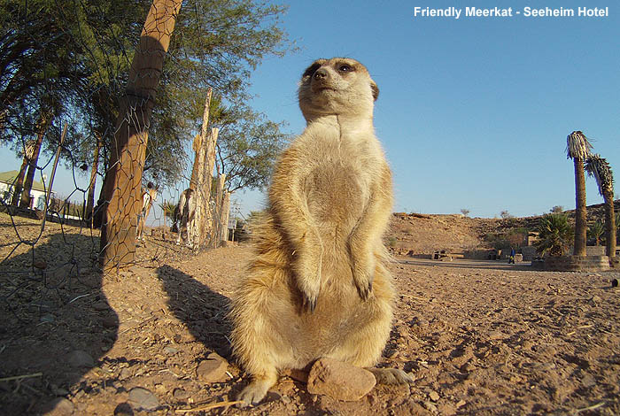 Meerkat