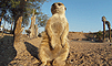 Friendly Meerkat