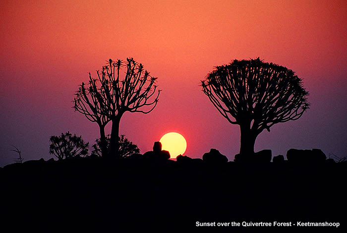 Quivertree Sunset