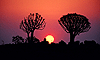 Quivertree Sunset